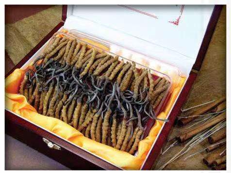 毛嘴镇冬虫夏草回收